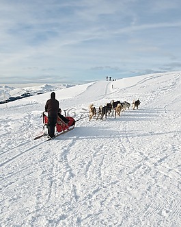狗,雪橇,雪