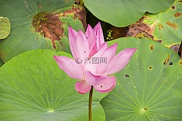 水百合,水生植物,熱帶花卉
