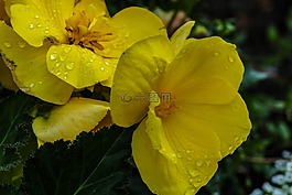 黃色,花,一滴水