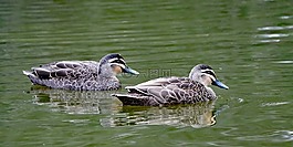 鴨子,湖,野生動(dòng)物