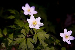 鲜花,夏天,森林