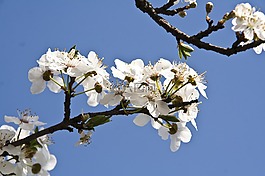 梅花,春,花園