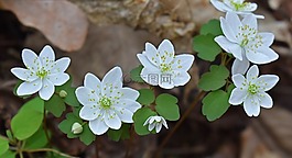 rue葵,分組,野花