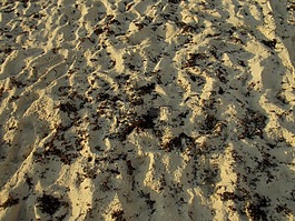 岸,沙,海灘