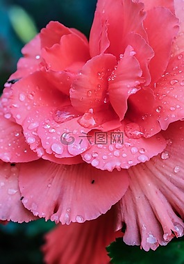 粉紅色,花,一滴水