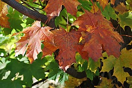 葉子,紅色,秋