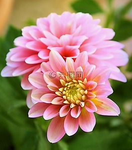 花,嬌琴紗,宏