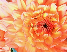 花,嬌琴紗,橙