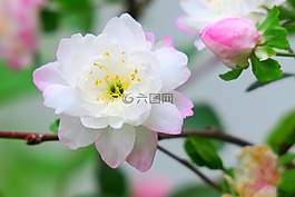花,大自然,植物