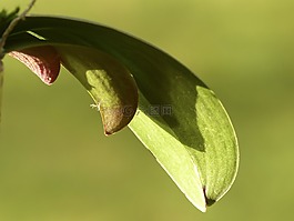 蘭花,花,植物區(qū)系