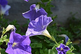 鮮花,紫色花,花瓣