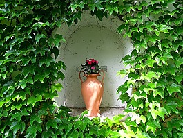 芙,花卉,葡萄葉
