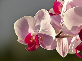 蘭花,花,植物區(qū)系