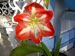 孤挺花,花,马提尼克岛