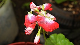 圖像,變化,地區(qū)