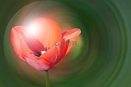 性質(zhì),花,光明