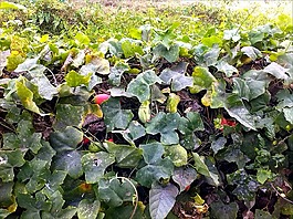 花園,蔬菜,新鮮