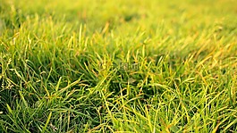 草,自然,夏天