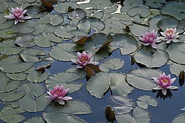 睡蓮,池塘,湖玫瑰