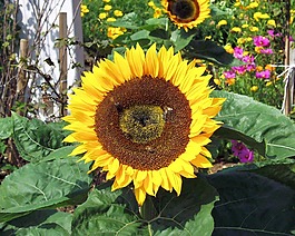 太陽花,花,黃色