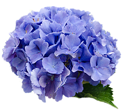 花,繡球,藍色