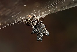 蜘蛛,黑,web