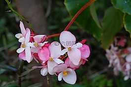 薩爾瓦多,粉色,鮮花