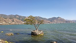 洱海,古樹,無污染