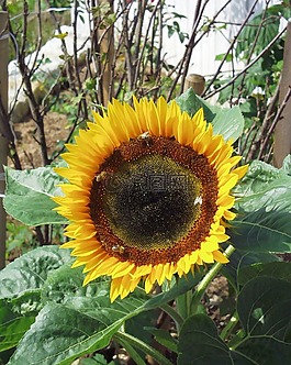 太陽花,花,黃色