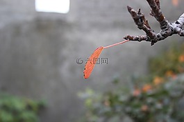 分支机构,叶,树