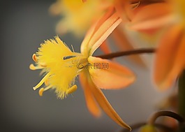 bulbine 葉,花,橙色