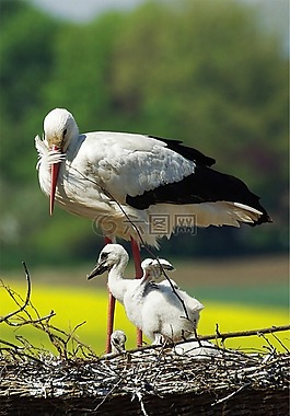 鹳,年轻的鹳,storchennest