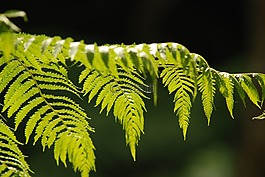 緑葉,植物,蕨類