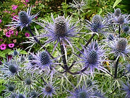 薊,性質(zhì),廠
