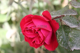 羅莎,愛情,花