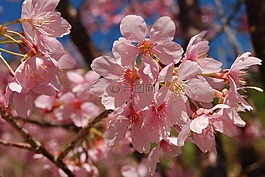 花,春天,粉色櫻花