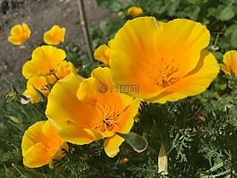 鮮花,黃色,橙色