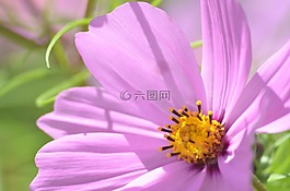 宇宙,花,自然