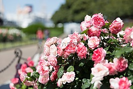 玫瑰花園,日本,玫瑰