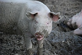 豬,動物,哺乳動物
