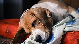 狗,可愛,動物