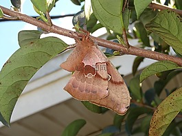 蛾,蝴蝶,昆蟲