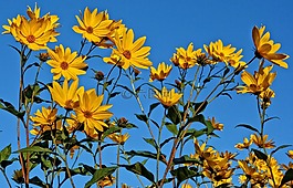 花,黃色花,藍藍的天空