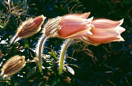 pasque 花,花,厂