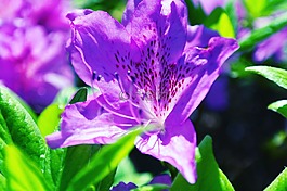 杜鵑花,鮮花,春天