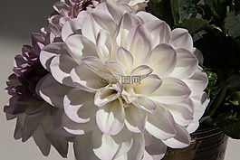 大麗花,嬌琴紗,地?zé)?/>
                            </a>
                            <div   id=