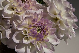 大麗花,嬌琴紗,地?zé)?/>
                            </a>
                            <div   id=