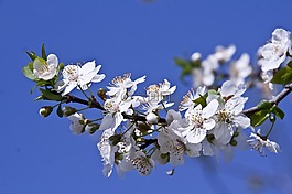 梅花,春,自然