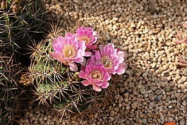 仙人掌,鮮花,植物