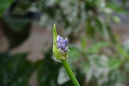 按鈕,鮮花,植物
